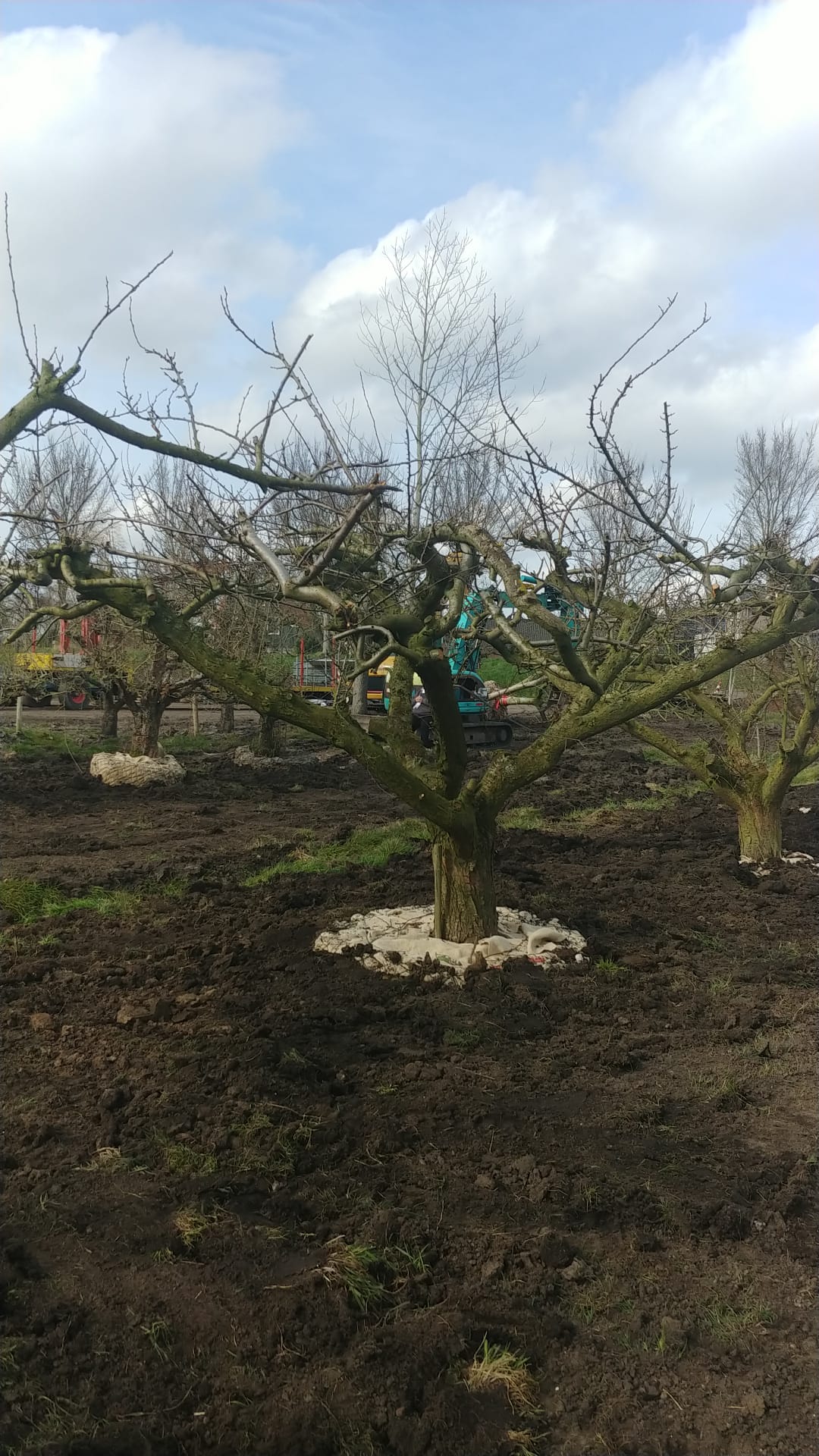 Assortiment oude pruimenbomen van Douwe Dokter: Opal parasol pruimenboom, 35 jaar oud