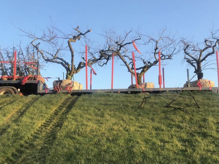 Assortiment oude pruimenbomen van Douwe Dokter: Opal parasol pruimenboom, 35 jaar oud op transport