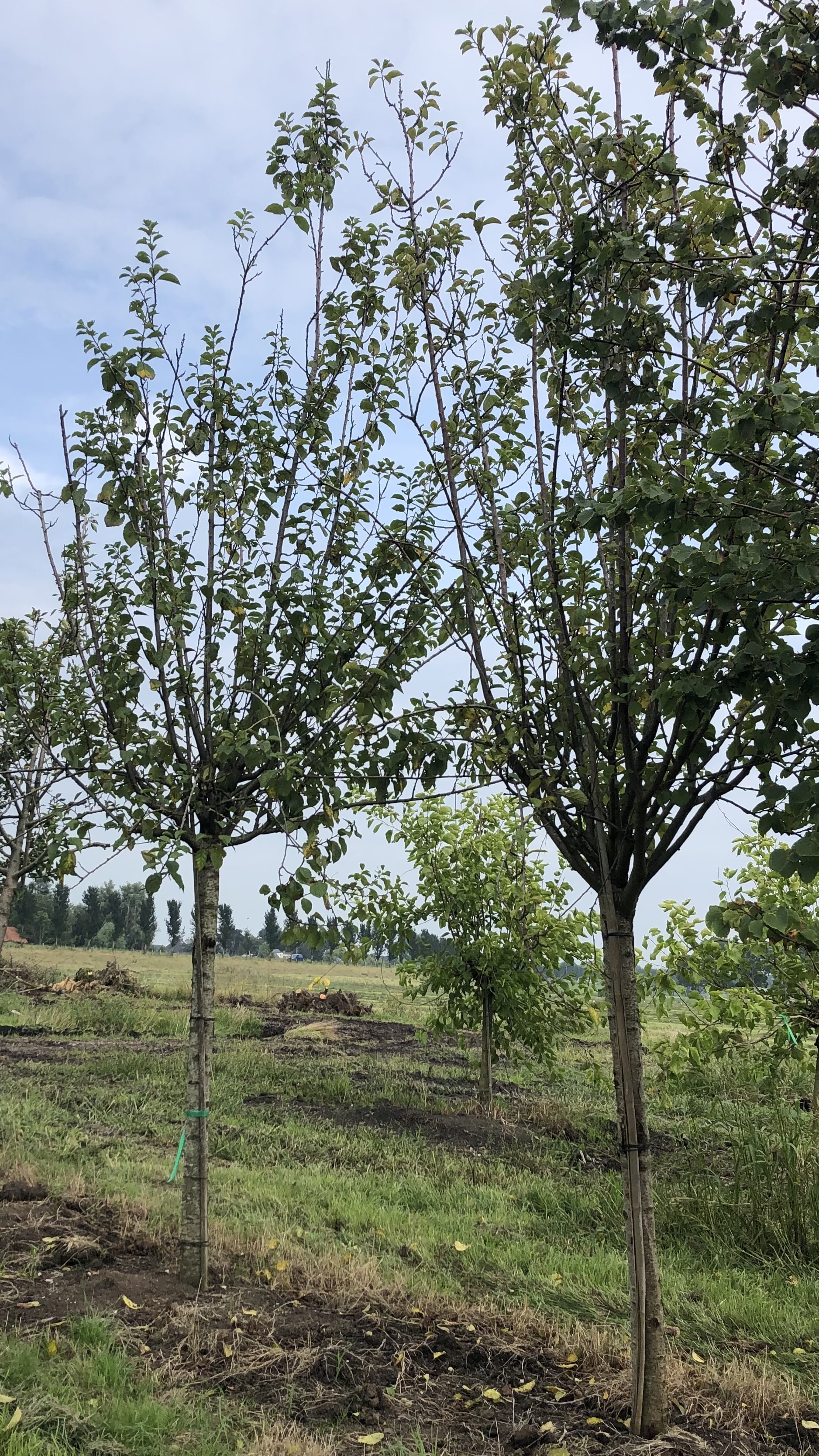 Assortiment oude pruimenbomen van Douwe Dokter: Diverse rassen hoogstam pruimen, 45 jaar oud, ook geschikt voor de stadstuin, in de zomer