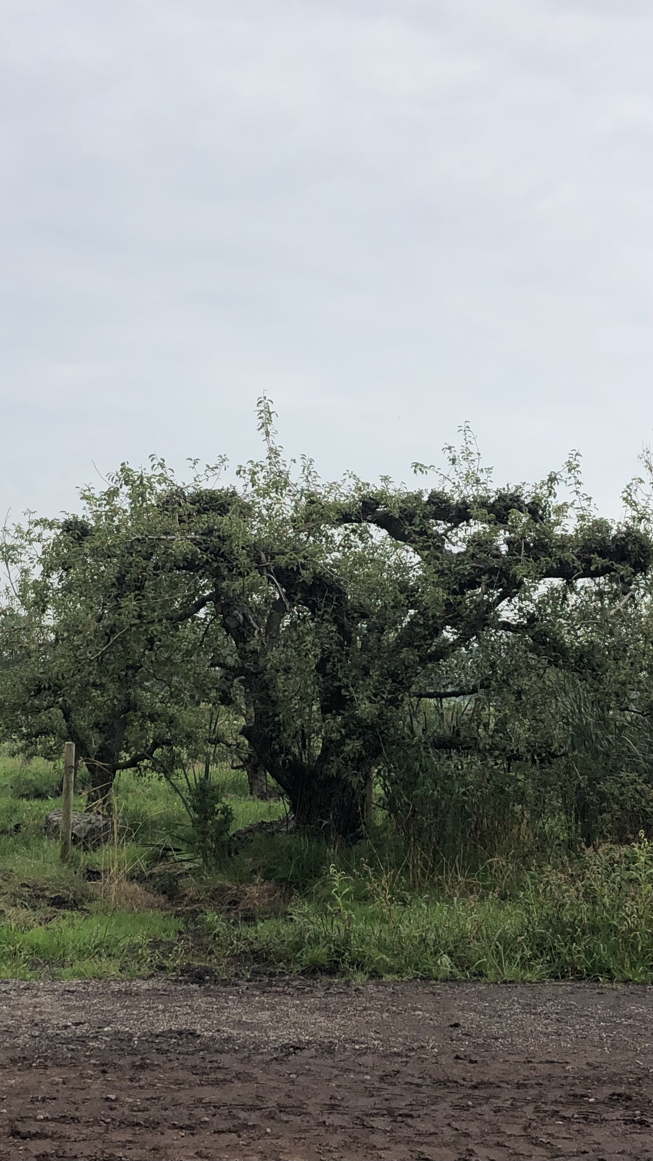 Assortiment oude perenbomen van Douwe Dokter: oud ras St Remy stoofpeer in struikvorm 80 jaar oud in de zomer