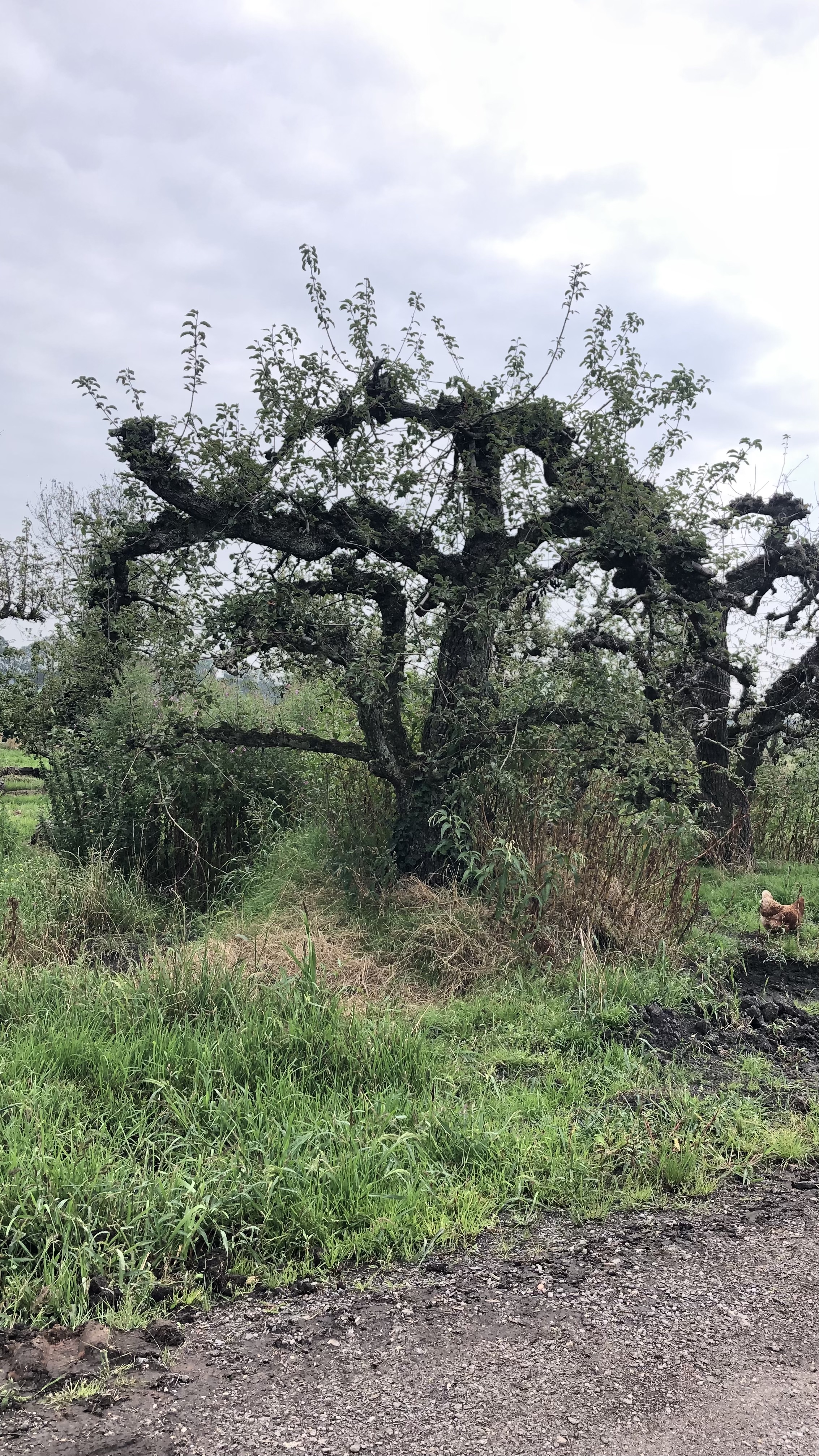 Assortiment oude perenbomen van Douwe Dokter: oud ras St Remy stoofpeer in struikvorm 80 jaar oud in de zomer