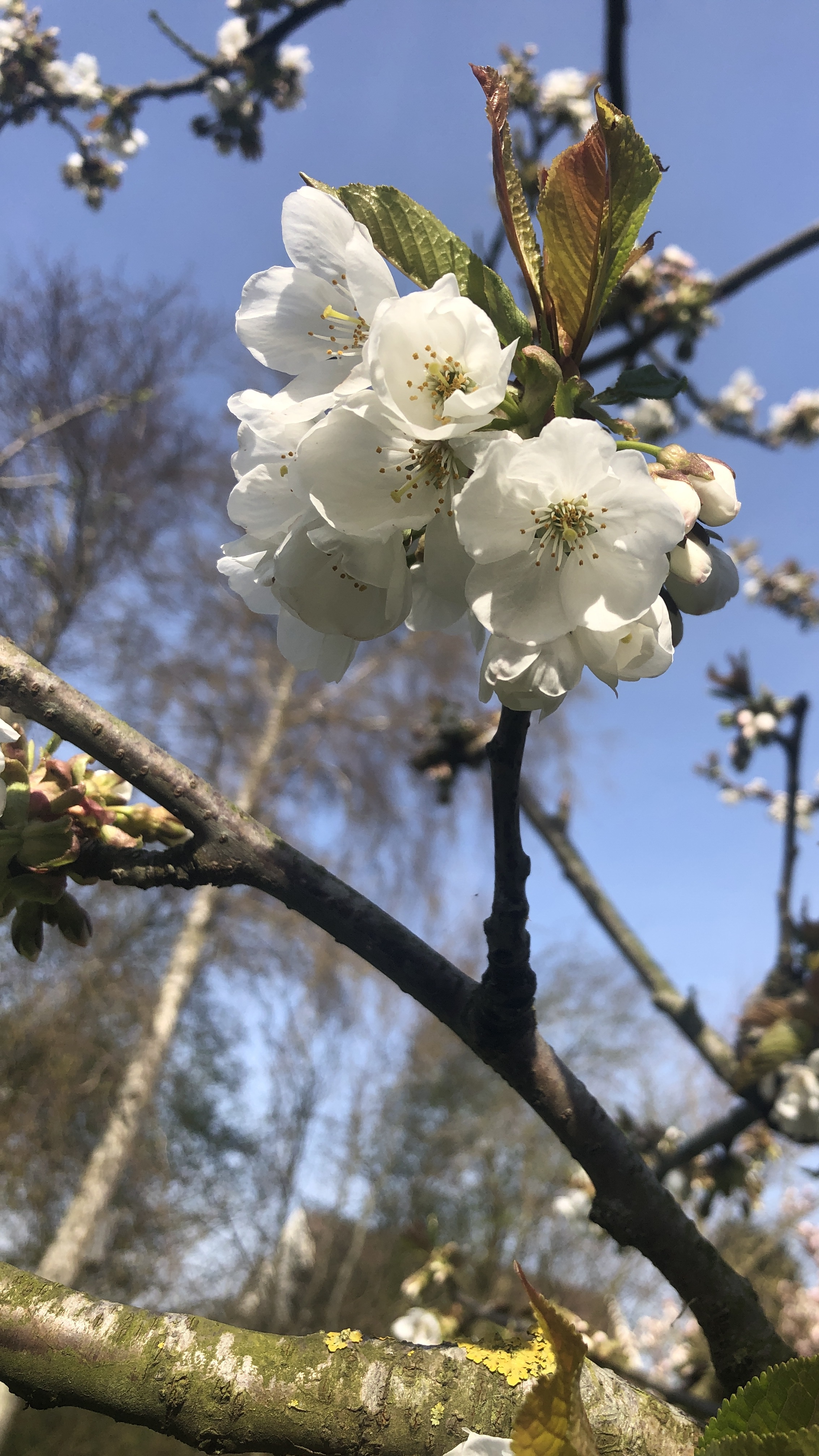 Assortiment oude kersenbomen van Douwe Dokter: half hoogstam kersenbomen in struikvorm 30 jaar oud - in bloei