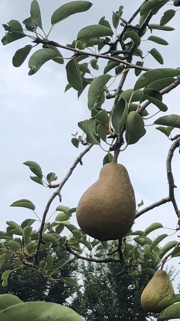 Assortiment oude perenbomen van Douwe Dokter: Triomphe de Vienne laagstam handperen 75 jaar oud - rijpende vruchten