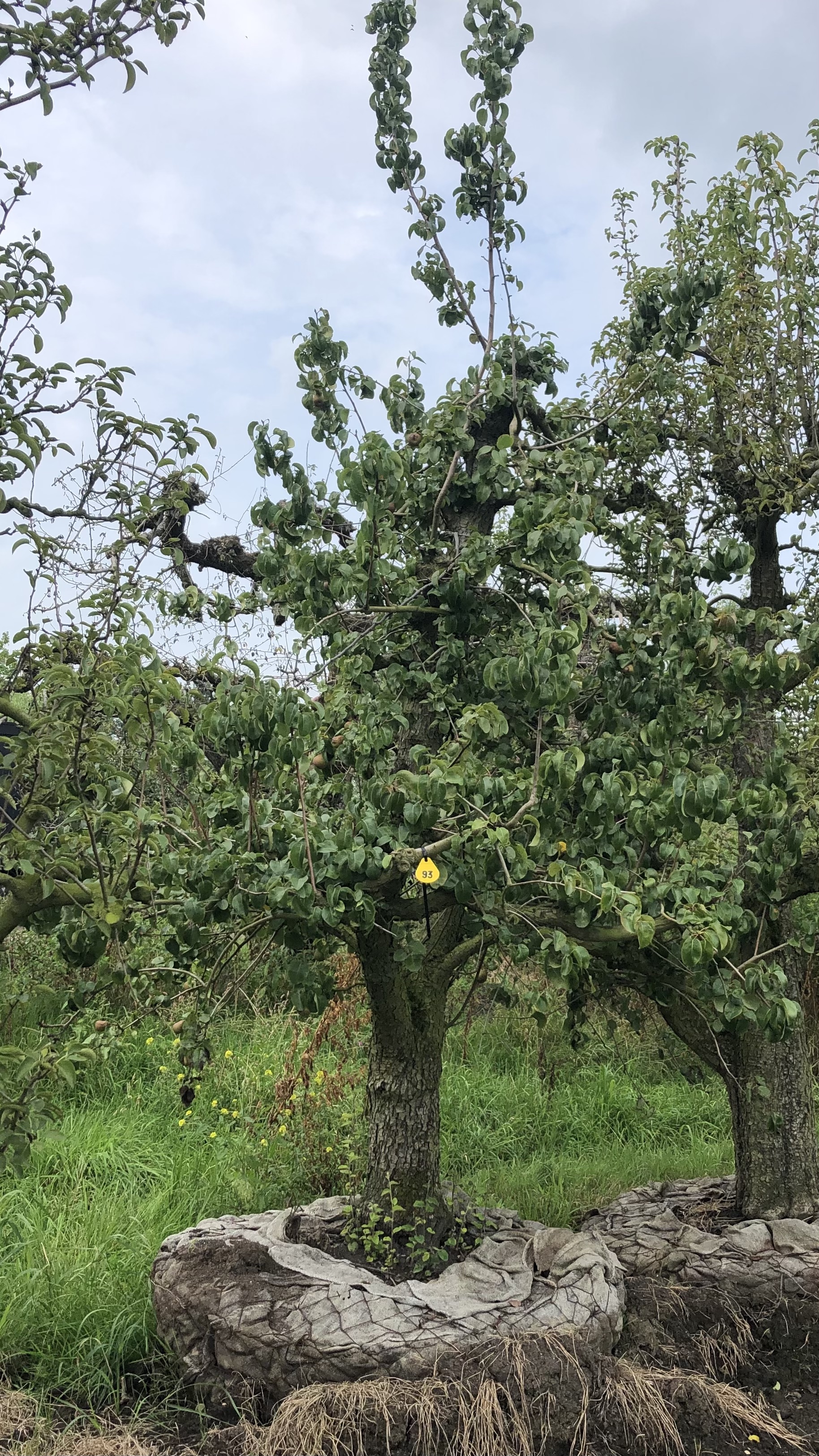 Assortiment oude perenbomen van Douwe Dokter: Triomphe de Vienne laagstam handperen 75 jaar oud in de zomer