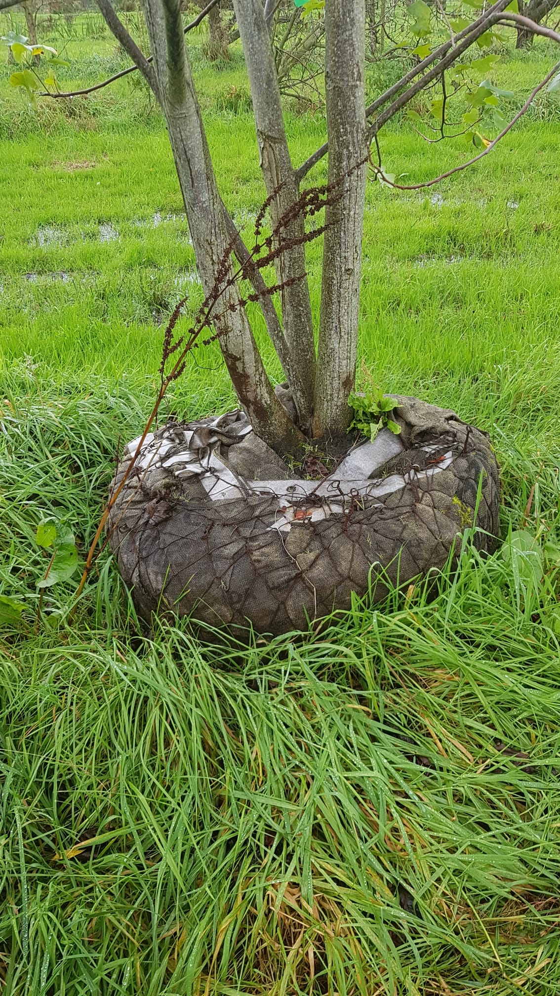 Assortiment sierbomen van Douwe Dokter: 5m hoge tulpenboom, Liriodendron tulipifera - kluit 140cm