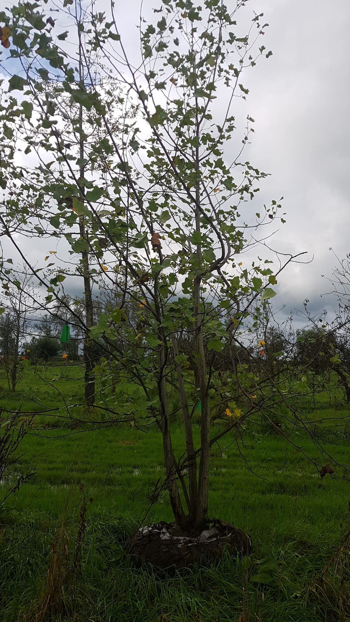 Assortiment sierbomen van Douwe Dokter: 5m hoge tulpenboom, Liriodendron tulipifera - meerstammig