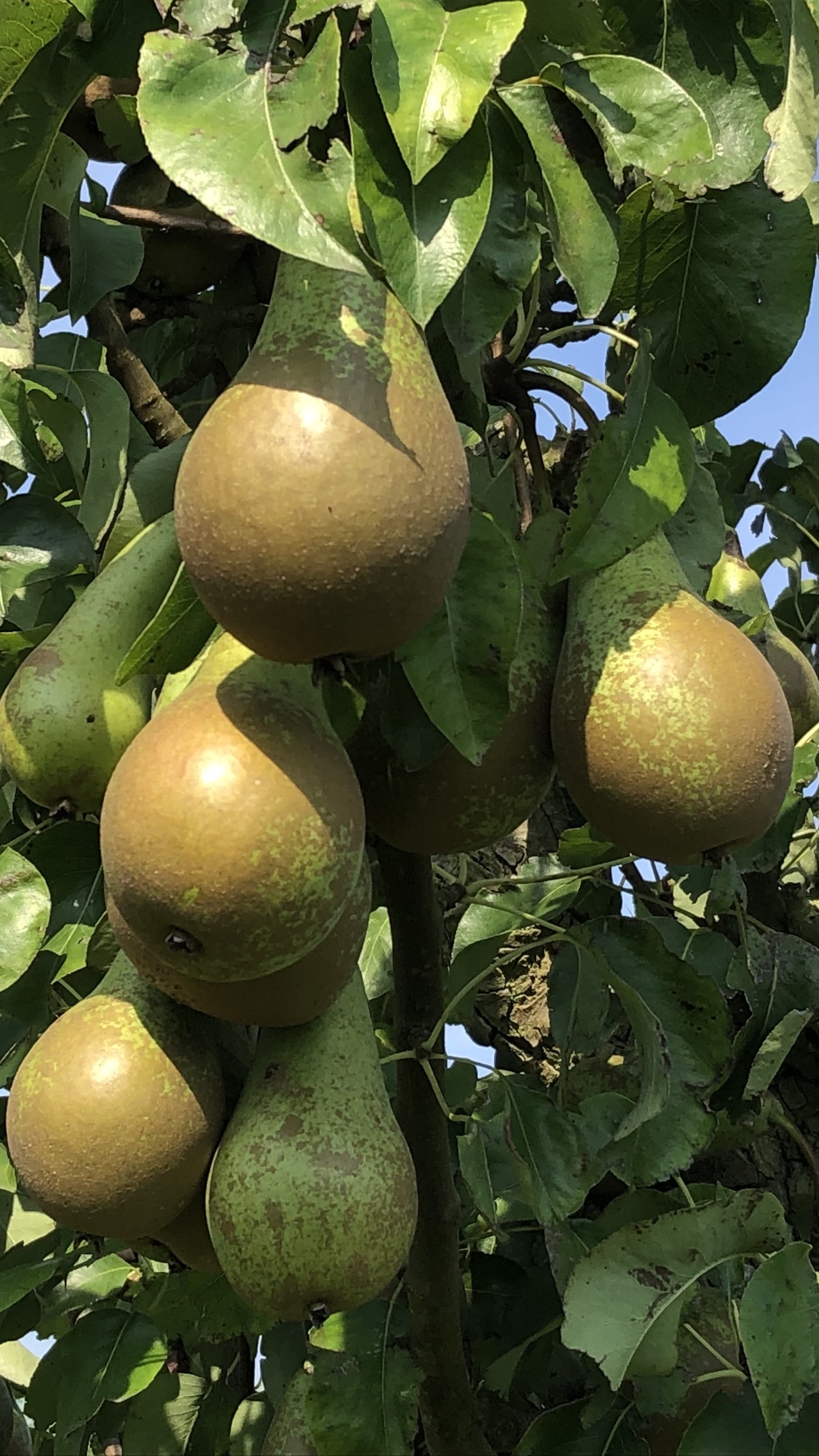 Assortiment oude perenbomen van Douwe Dokter: Conference handpeer, laagstam 60 jaar oud - lekkere vruchten!