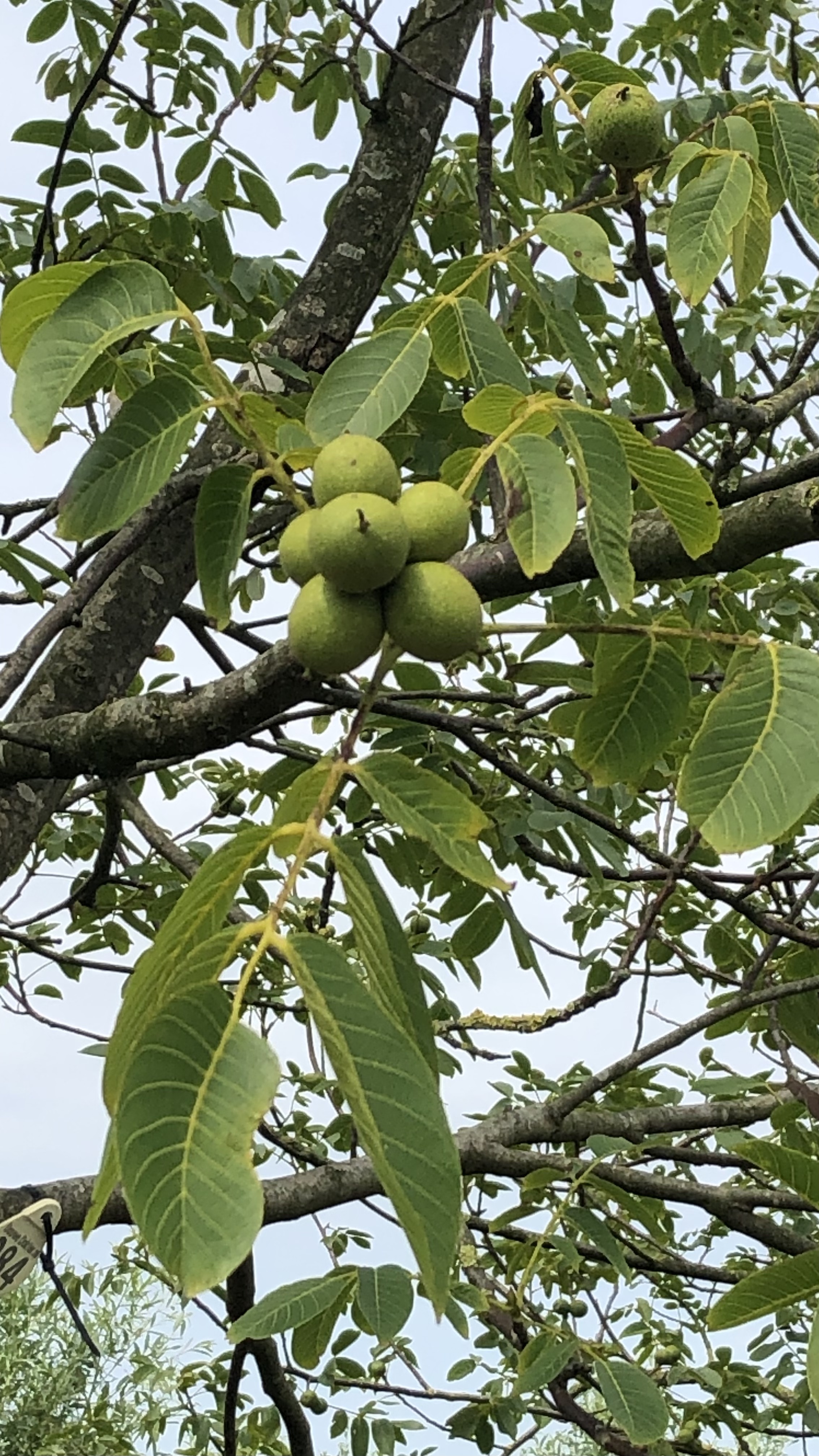 Assortiment oude notenbomen van Douwe Dokter: Juglans Regia hoogstam walnotenboom 20 jaar nr. 81 - vruchten in de boom