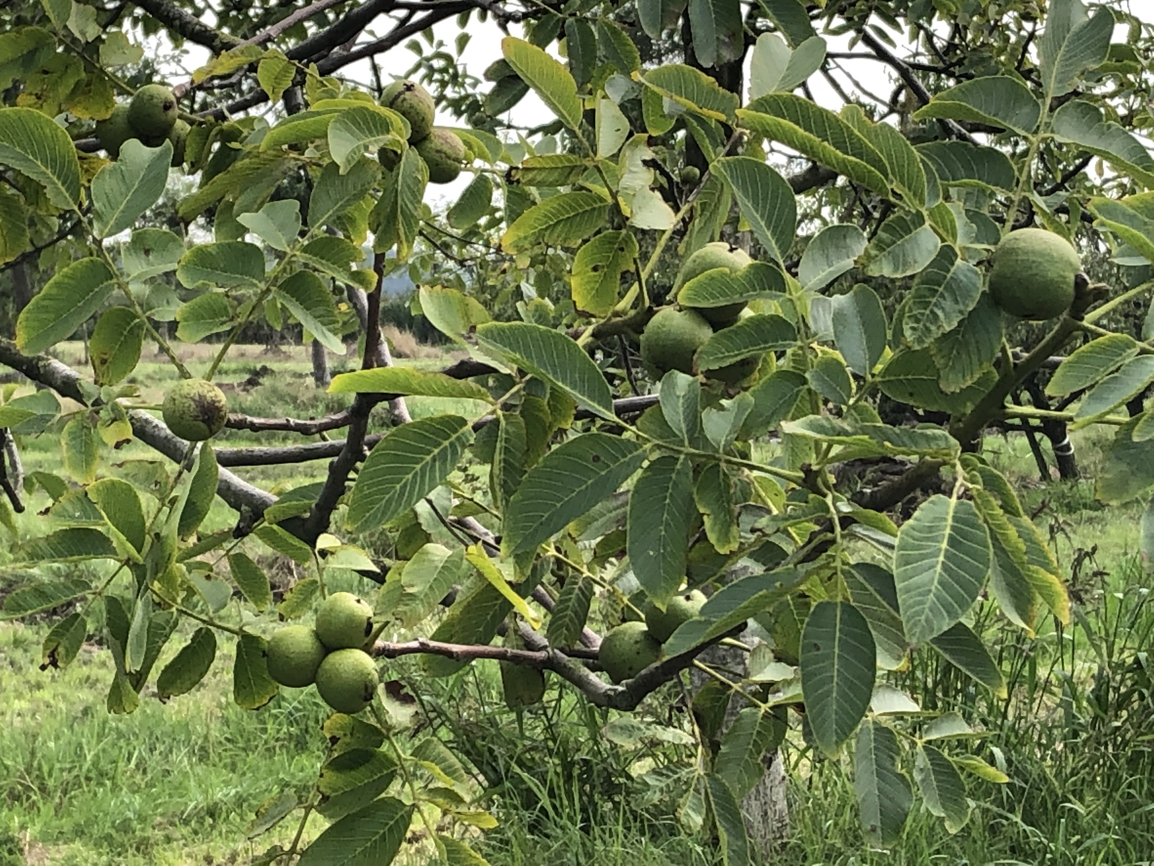 Assortiment oude notenbomen van Douwe Dokter: Juglans Regia hoogstam walnotenboom 30 jaar nr. 82 - vruchten