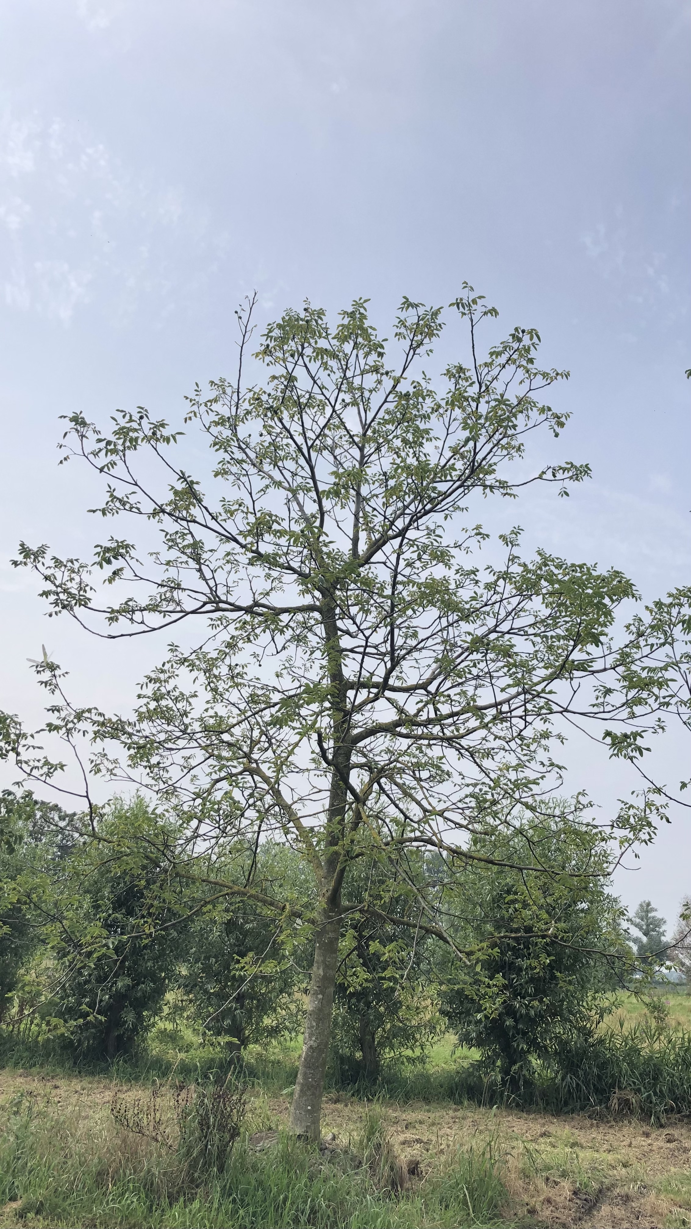 Assortiment oude notenbomen van Douwe Dokter: Juglans Regia hoogstam walnotenboom 30 jaar nr. 80 - in de zomer