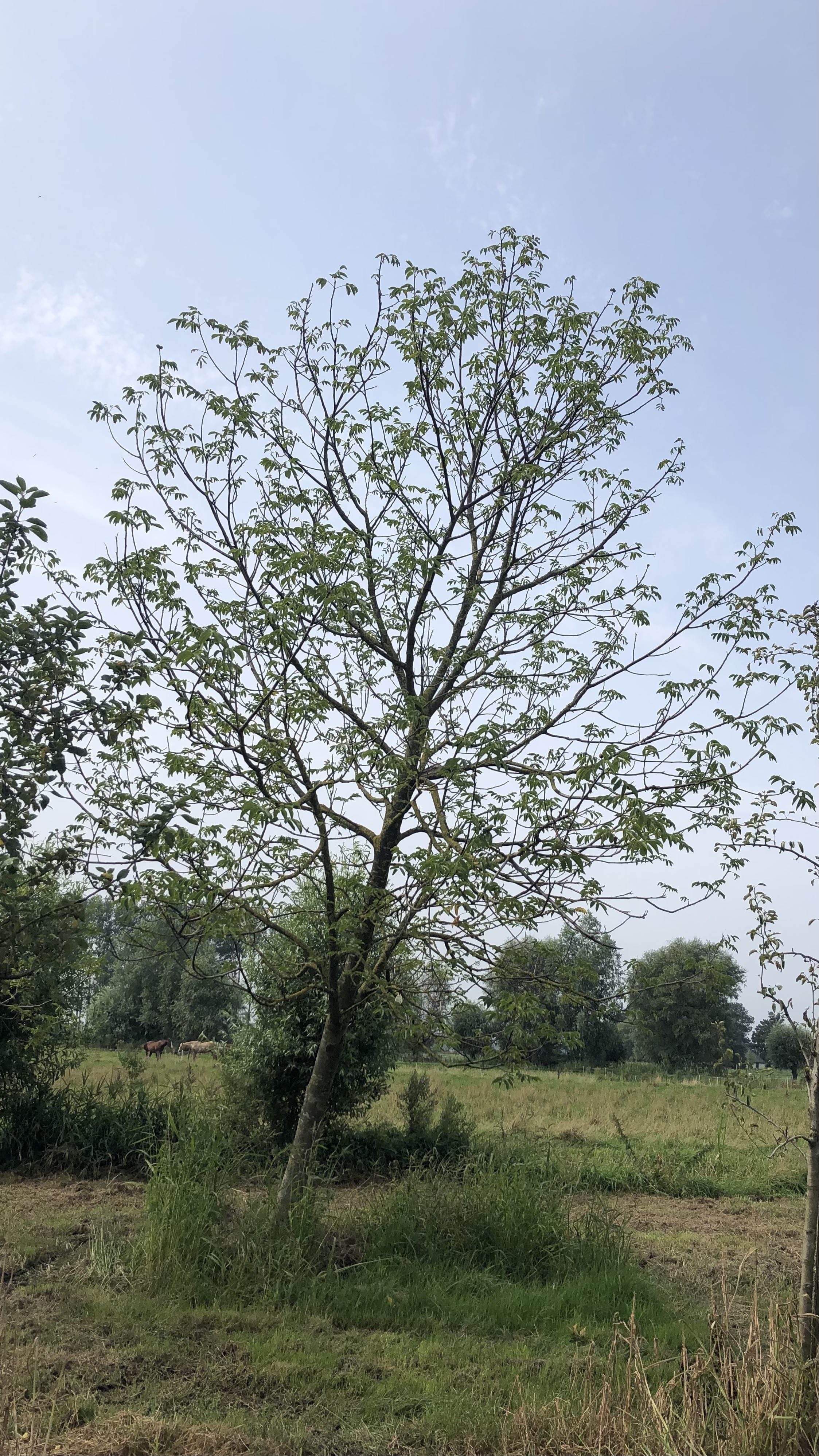 Assortiment oude notenbomen van Douwe Dokter: Juglans Regia hoogstam walnotenboom 30 jaar nr. 82 in de zomer