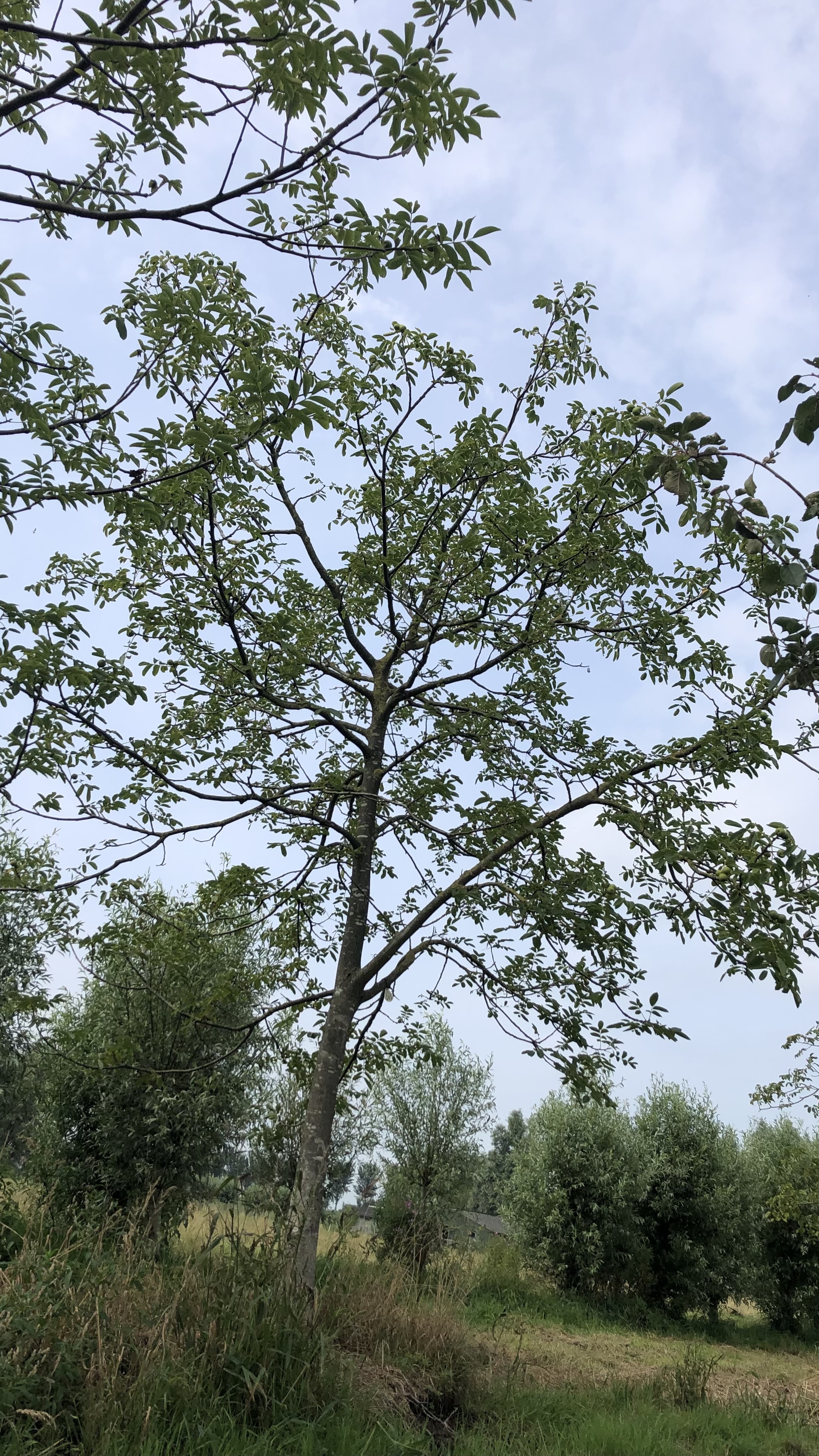 Assortiment oude notenbomen van Douwe Dokter: Juglans Regia hoogstam walnotenboom 20 jaar nr. 85 - in de zomer