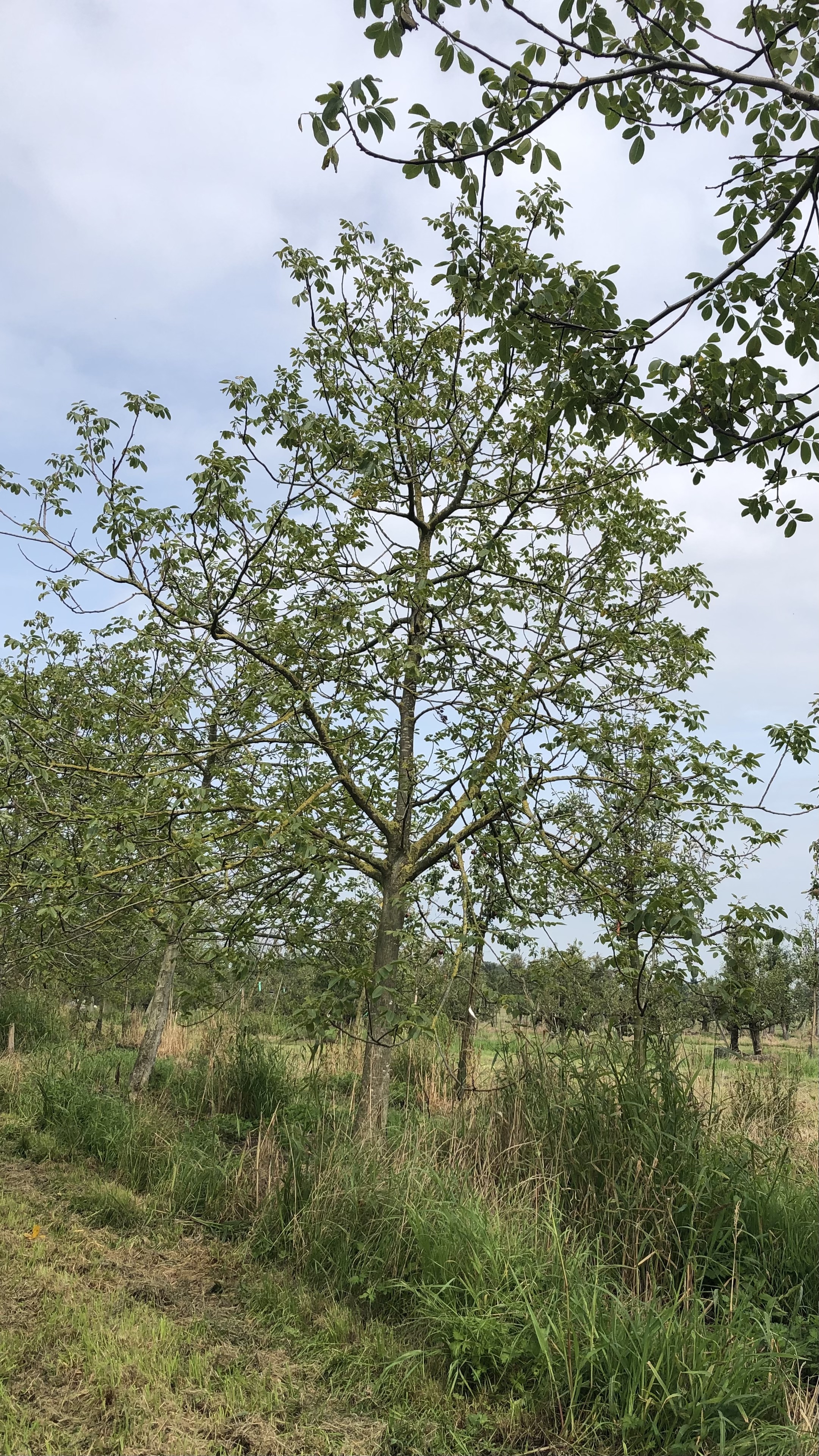 Assortiment oude notenbomen van Douwe Dokter: Juglans Regia hoogstam walnotenboom 20 jaar nr. 95 - in de zomer