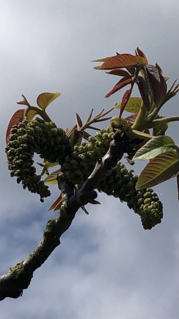 Assortiment oude notenbomen van Douwe Dokter: Juglans Regia hoogstam walnotenboom 20 jaar nr. 81 - in de bloei