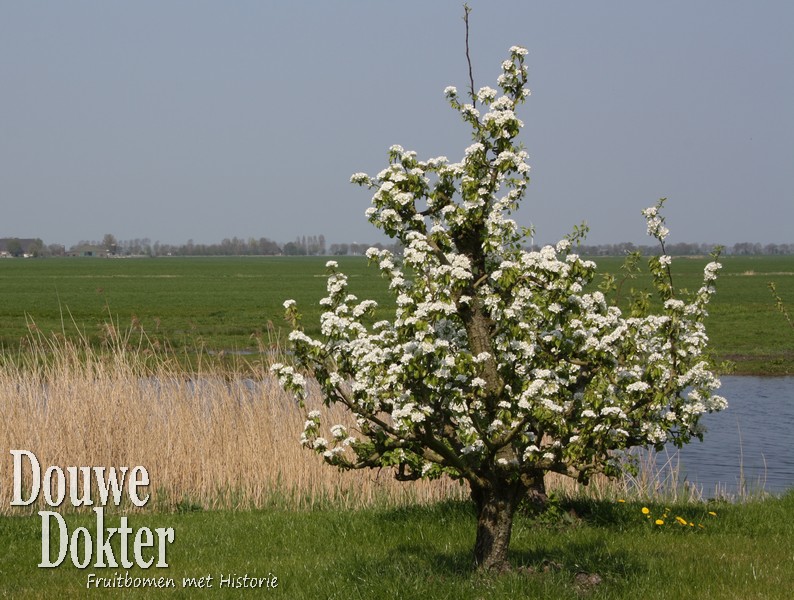 Assortiment oude perenbomen van Douwe Dokter: Conference handpeer, laagstam 50 jaar oud volop in bloei