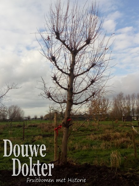 Assortiment sierbomen van Douwe Dokter: Set van 3 oude hoogstam leilindes n de winter