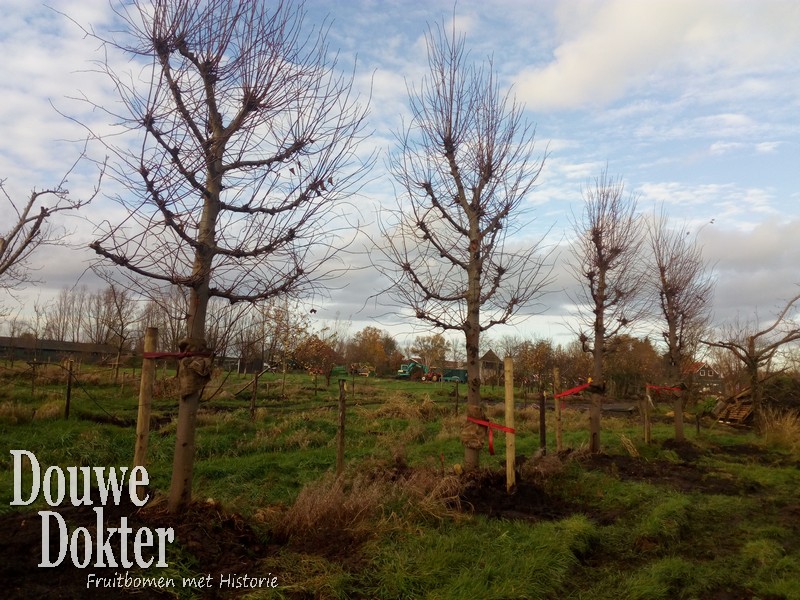 Assortiment sierbomen van Douwe Dokter: Set van 3 oude hoogstam leilindes