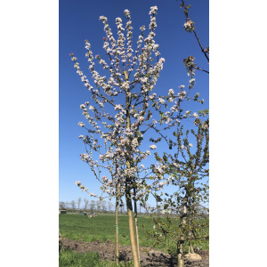 Diverse hoogstam appelbomen