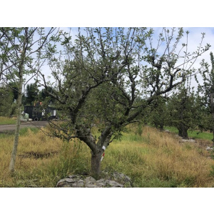 Schone van Boskoop Nr. 160