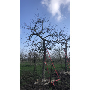 Oude ras appelboom Nr. 227