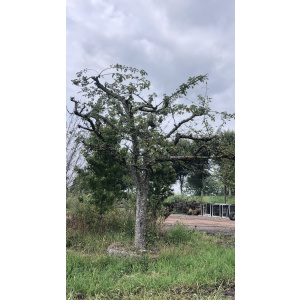 Schone van Boskoop. Nr. 272