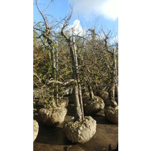 Elstar, Delcorf, Goudreinette