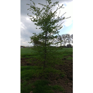 Carpinus groene beuken