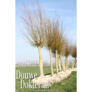 Oude knotwilgen