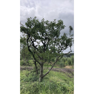 Opal pruimenbomen in struikvorm