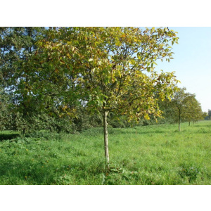 Juglans Regia walnotenbomen