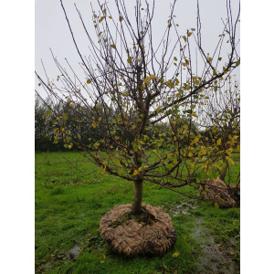 Reine Victoria en Opal Laagstam pruimenbomen