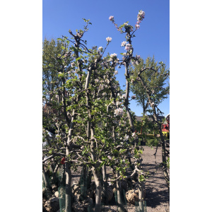 Malus "Elstar, Goudreinette, Delcorf"