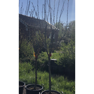 Kers "Bigarreau Napoléon"