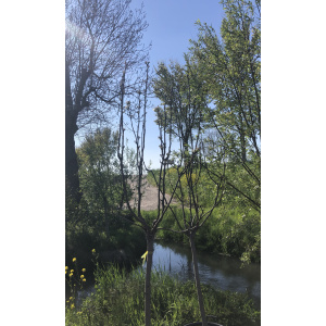 Nashi peer "Pyrus Pyrifolia"