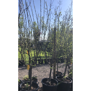 Prunus Domestica "Reine Claude verte"