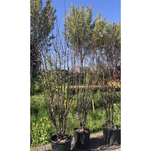 Prunus cerasifera "Pissardii"