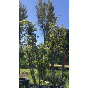 Meerstammige platanen