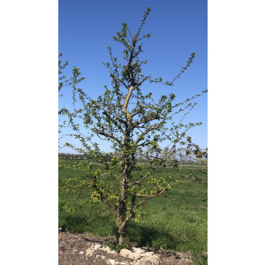 Laagstam Opal pruimenbomen