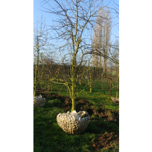 Laagstam Jubileum pruimenboom