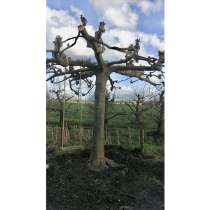 Exclusieve dakplatanen