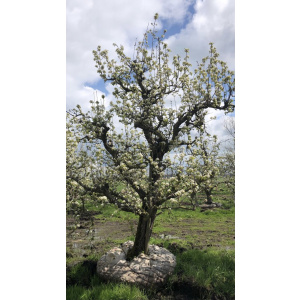 Conference perenbomen 60 jaar