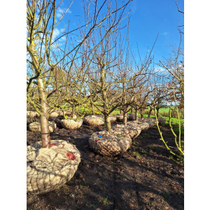 Halfstam Opal pruimenbomen