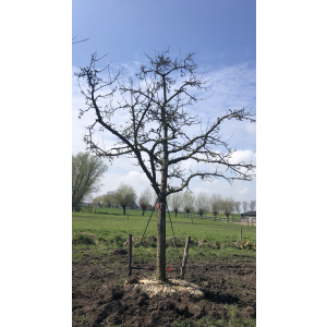 Oude ras appelboom Nr. 226