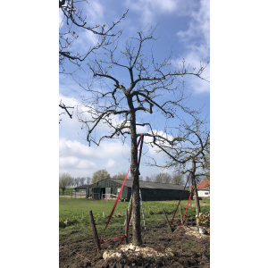 Oude ras appelboom Nr. 230
