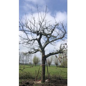 Oude ras appelboom Nr. 231