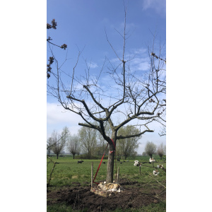Oude ras appelboom Nr. 232