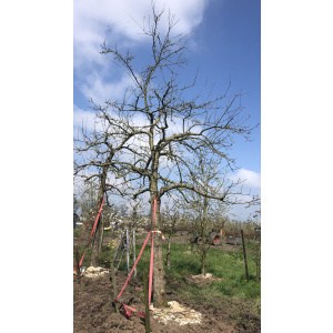 Oude ras appelboom Nr. 234