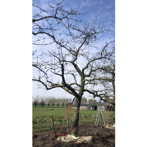 Oude ras appelboom Nr. 235