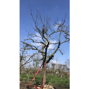 Oude ras appelboom Nr. 427