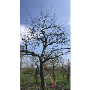 Oude ras appelboom Nr. 448
